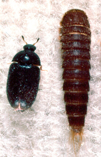 Carpet Beetles - PEST UK
